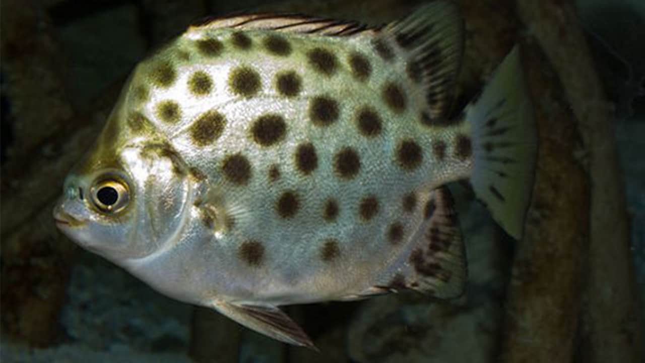 đặc sản Cà Mau