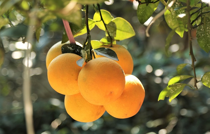 đặc sản Nghệ An